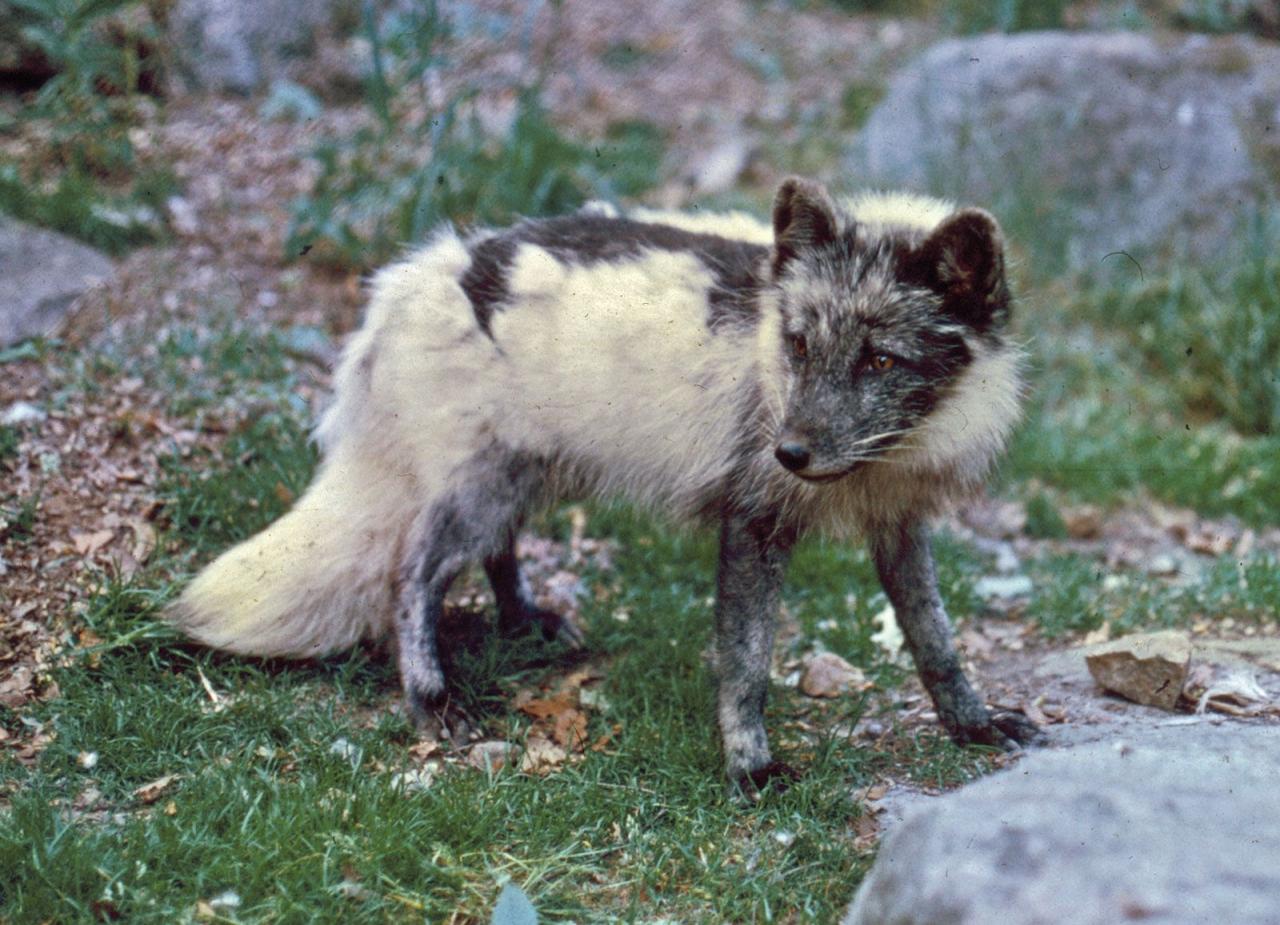 Arctic Fox | Adaptations, Habitat & Diet | Britannica