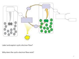 Solved Theodor W. Engelmann Illuminatedra Filament Of Algae | Chegg.Com