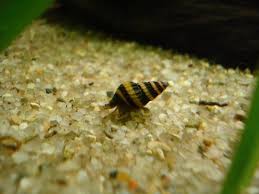 Clown Loach Eating Snails - Youtube