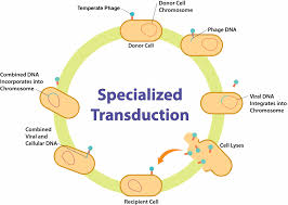 Transduction (Genetics) - Wikipedia