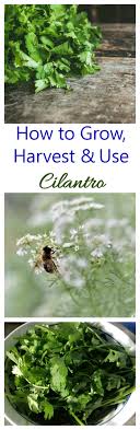 How To Harvest Cilantro From Your Garden