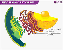 Solved Which Structure Is Not Part Of The Endomembrane | Chegg.Com