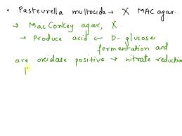 Grey Non-Hemolytic Colonies Of Pasteurella Multocida On Blood Agar.... |  Download Scientific Diagram