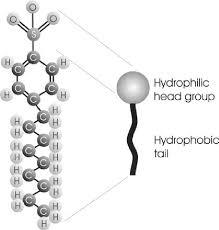 Surfactants — Science Learning Hub