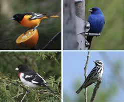 When Do Orioles Come Back To Wisconsin? (Get Your Feeders Ready!) - Bird  Watching Hq