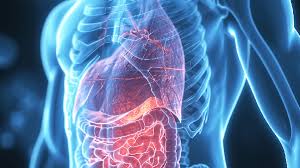 Morison'S Pouch: Anatomical Review And Evaluation Of Pathologies And  Disease Spread On Cross-Sectional Imaging | Abdominal Radiology