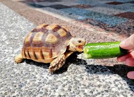 Can Tortoises Eat Celery? What You Need To Know | Pet Keen