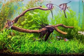 36 Gallons Fish Tanks And Aquariums - Ratemyfishtank.Com