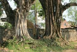 Pakari-Tree (Oldest & Thickest Tree Of Asia) — Steemit