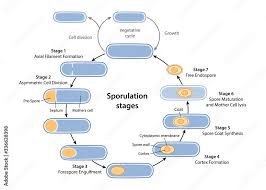 Bacterial Endospores | Definition, Development & Function - Lesson |  Study.Com