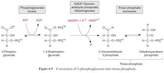 3: Oxidation Of Glyceraldehyde-3-Phosphate To 1,3 Bisphosphoglycerate.... |  Download Scientific Diagram