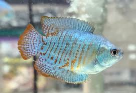I Have A 10G Tank With 1 Dwarf Gourami... Could I Add Anything Else Or  Should I Leave As Is? : R/Gourami