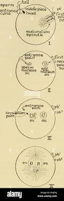 Functional Anatomy Of Prokaryotic Cells Chapter Ppt Download