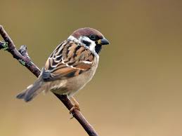 White-Crowned Sparrow Eating Sunflower Seeds - Youtube