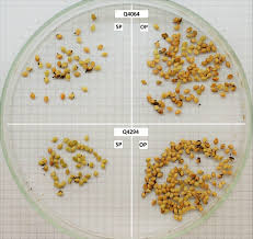 Xenia And Metaxenia Fouzia Youseph M.Sc Botany(Sem2) - Ppt Download