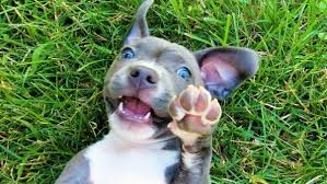 Blue Nose Pitbull Puppy - Pitbull Terrier Kennel