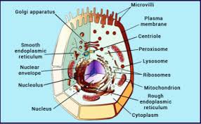 Life Without Centrioles: Cilia In The Spotlight - Sciencedirect