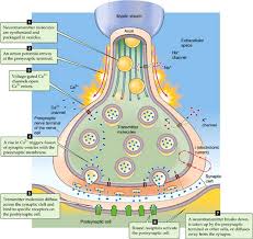 Synaptic Transmission At The Neuromuscular Junction - Synaptic Transmission  And The Neuromuscular Junction - Medical Physiology, 3Rd Edition