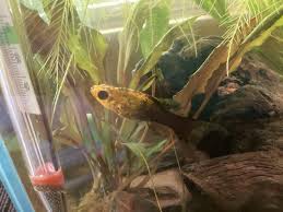 In My Aquarium, I House 4 Mollies And There Is One That Continuously Chases  The Other One. Why Is That? - Quora