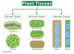 What Happen If The Meristematic Tissue Dose Not Fulfill Its Function​ -  Brainly.In