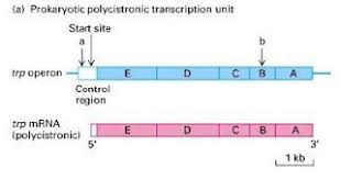 Solved Why Are Eukaryotic Mrnas Not Polycistronic, Unlike | Chegg.Com