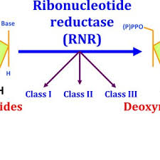 The Difference Between A Ribonucleotide And A Deoxyribonucleotide Is.