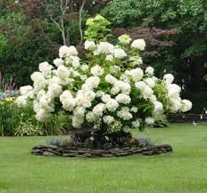 Snowball Viburnum Vs. Hydrangea - Learn The Difference Between Viburnum And  Hydrangea | Gardening Know How