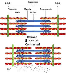 How 6 Actin Surrounds 1Myosin And 3 Myosin Surrounded 1 Actin Explain In  Simple Words