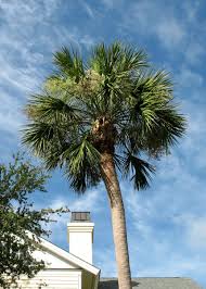 Where In Georgia Should I Not Live For Palms? - Discussing Palm Trees  Worldwide - Palmtalk