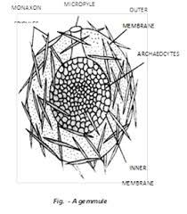 Gemmule - Formation, Structure And Role In Sponge Reproduction -  Geeksforgeeks